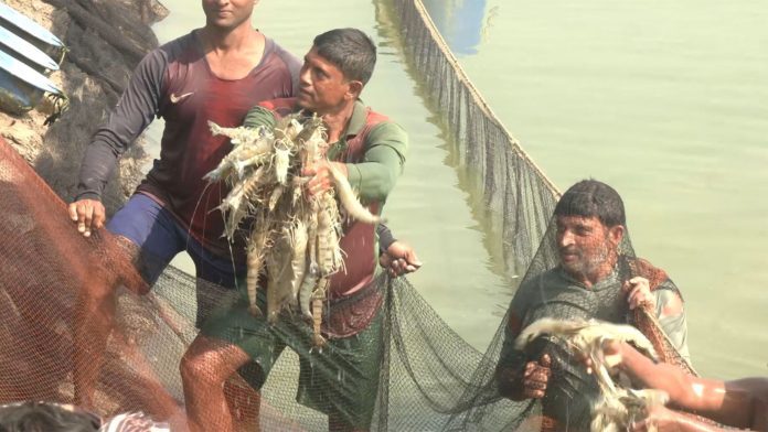 চিংড়িতে নতুন প্রযুক্তি ব্যবহার, কম খরচে বেশি উৎপাদন