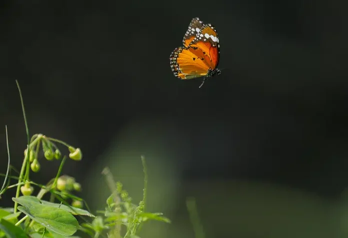 সারা খুলনা অঞ্চল ও আশপাশের সব খবরা খবর