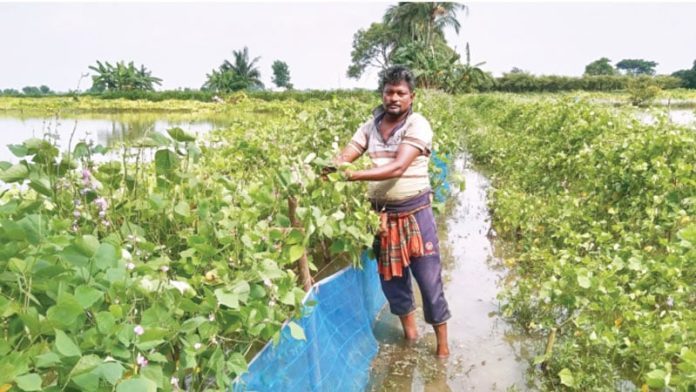 অতিবৃষ্টিতে মারা গেছে ২৭ হেক্টর জমির শিম গাছ