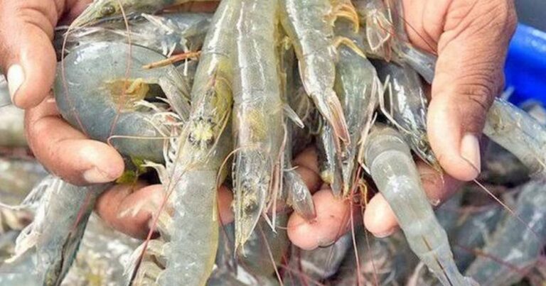 ভেনামি চিংড়ি চাষে পোনা আমাদানির অনুমোদন বাতিল