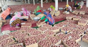 বগুড়ার আলু যাচ্ছে ৭টি দেশে