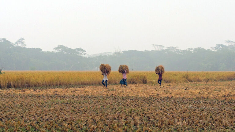 পটুয়াখালীতে পৌনে ৭ লাখ মেট্রিক টন আমন ফলনের আশা