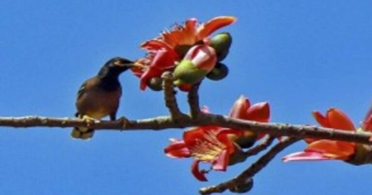 সারা দেশের আবহাওয়ায় ফাল্গুনের উষ্ণতা ছড়াচ্ছে