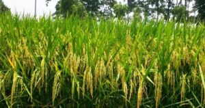 দুটি হাইব্রিডসহ ৬ নতুন ধানের জাত অনুমোদন
