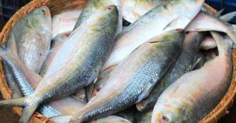 ‘কৃত্রিম পদ্ধতিতে ইলিশ চাষে সরকারের অনুমোদন নেই’