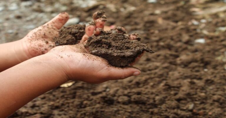 দেশের মাটিতে নির্ধারিত মানদণ্ডের ৩৫০ গুণ বেশি সিসা শনাক্ত
