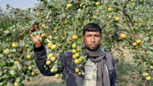 মাগুরায় প্রথমবার আপেল কুল চাষে সাফল্য