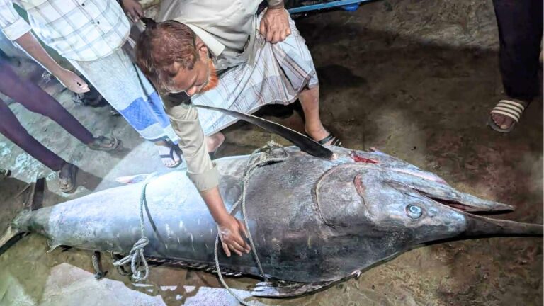 টেকনাফে জেলেদের জালে ধরা পড়ল ২০০ কেজির ‘পাখি মাছ’