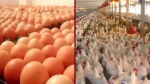 বাংলাদেশসহ ৪০ দেশের পোলট্রি ও ডিম নিচ্ছে না সৌদি আরব