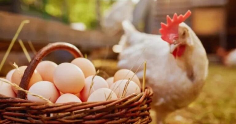 বাংলাদেশের মুরগি ও ডিম নেবে না সৌদি আরব