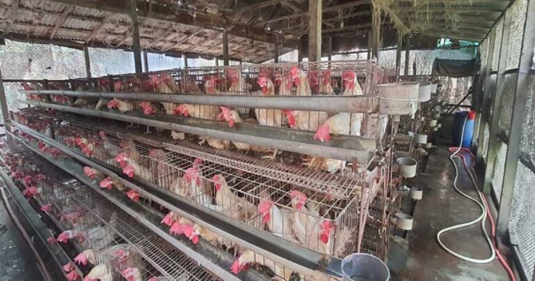 ডিম উৎপাদনে লোকসান, বন্ধের পথে ছোট খামার