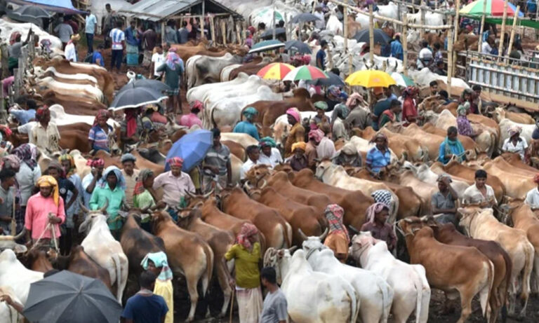 রাজশাহীর পশুর হাট: অর্ধেক দামে ইজারা, গোপন সমঝোতা বিএনপি ও জামায়াতের