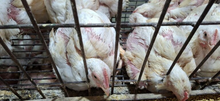 ব্রয়লারের কেজি ২৩০, সপ্তাহের ব্যবধানে দাম বাড়ল ৫০ টাকা