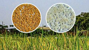 জলবায়ু সহনশীল, স্বল্পমেয়াদি উচ্চফলনশীল আউশের জাত উদ্ভাবন