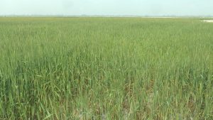 তিস্তার চর জুড়ে সবুজ বিপ্লব, ভাঙনের ক্ষত পেরিয়ে শত কোটি টাকার ফসলের সম্ভাবনা