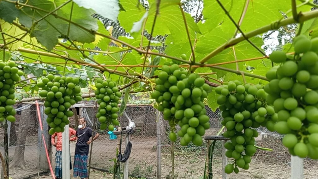 শখের আঙুর বাগান থেকে মুনাফার হাতছানি