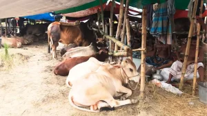 ঈদুল আজহা উপলক্ষে রাজধানীর ২৪ স্পটে বসবে অস্থায়ী পশুর হাট