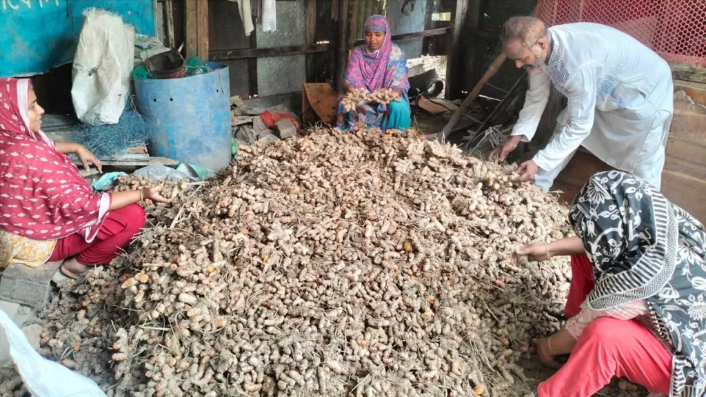 বরিশালে পরিত্যক্ত জমিতে হলুদ চাষ করে কৃষকের সফলতা