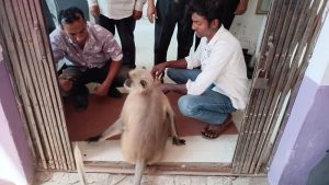 রক্তাক্ত ক্ষত নিয়ে চিকিৎসা নিতে নিজেই পশু হাসপাতালে আহত হনুমান