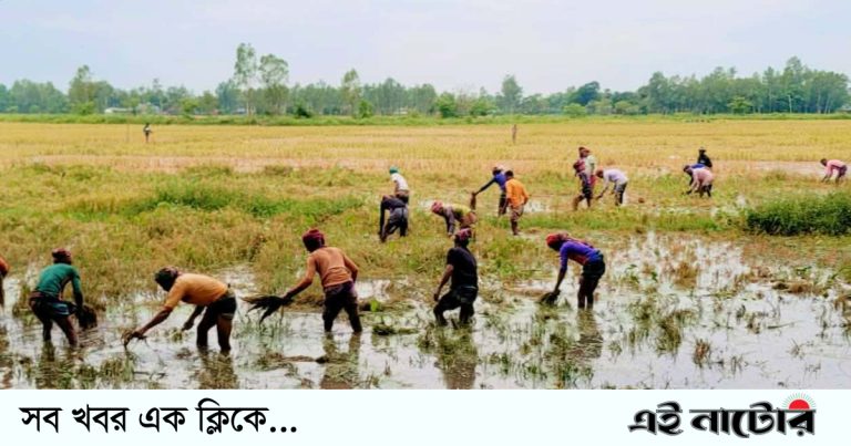 চলনবিলে ঢলের পানিতে ফসলের ক্ষতি, দিশেহারা কৃষক