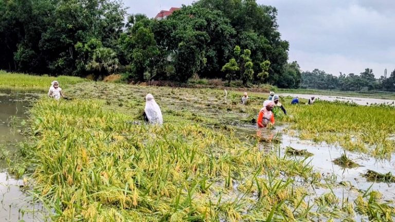 ভালুকায় টানা বৃষ্টিতে পানির নিচে বোরো ধান, দিশেহারা কৃষক