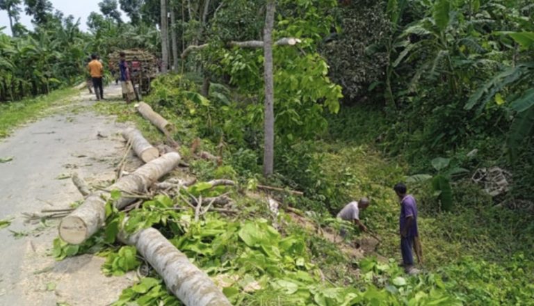রাজশাহীতে সরকারি গাছ কেটে বিক্রি করছেন বিএনপি নেতা