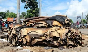 ন্যায্যমূল্যের অভাবে রাস্তার পাশে পড়ে আছে অবিক্রীত চামড়া