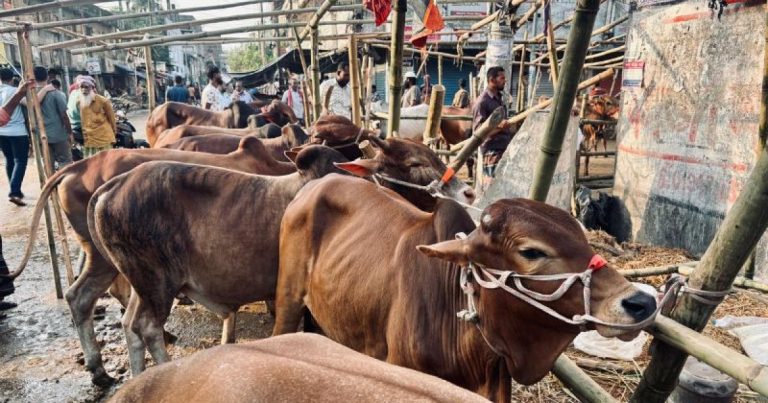 ঢাকার পশুর হাটে ধস, লোকসানে গরু বিক্রি