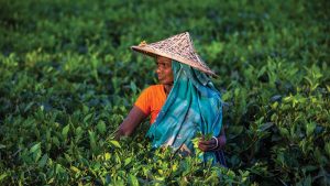 চা বাগানগুলোর আয় বেড়েছে ৪৬৫ কোটি টাকা