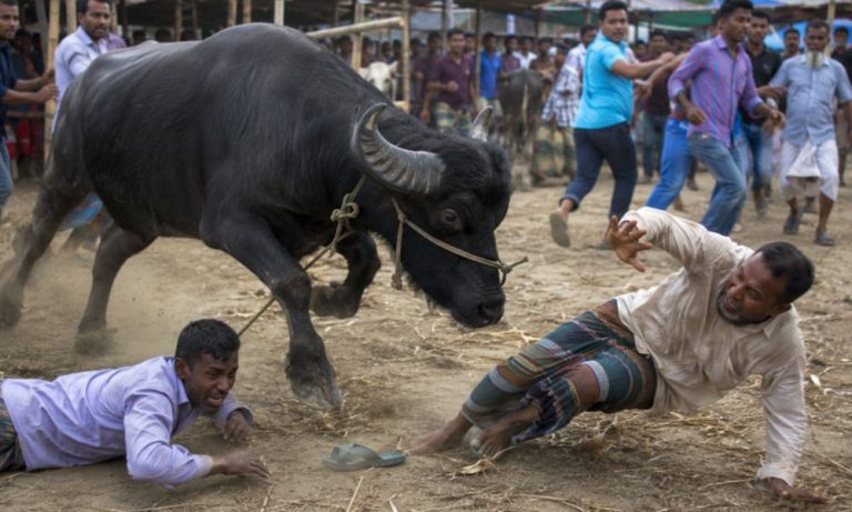 জামালপুরে পশুর হাটে ক্ষিপ্ত মহিষের আক্রমণে নিহত ২
