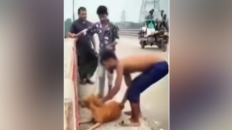 গলায় ইট বেঁধে কুকুরকে নদীতে ফেলে দেয়ার ভিডিও ভাইরাল, যুবক আটক