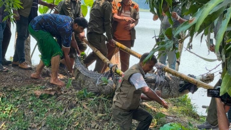খানজাহানের দীঘির সেই কুমিরটিকে নেওয়া হলো খুলনায়