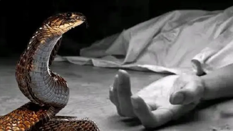 আশুগঞ্জে বিষাক্ত সাপের দংশনে গৃহবধূর মৃত্যু