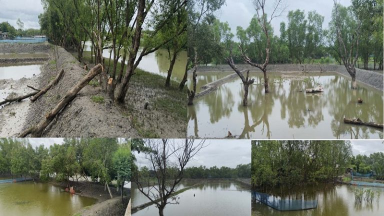 নদীর চর দখল করে মৎস্য ঘের করার হিড়িক, নষ্ট হচ্ছে বনায়ন