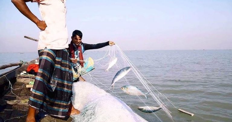 জাটকা আহরণ ও বিপণনে ৮ মাসের নিষেধাজ্ঞা উঠে গেল